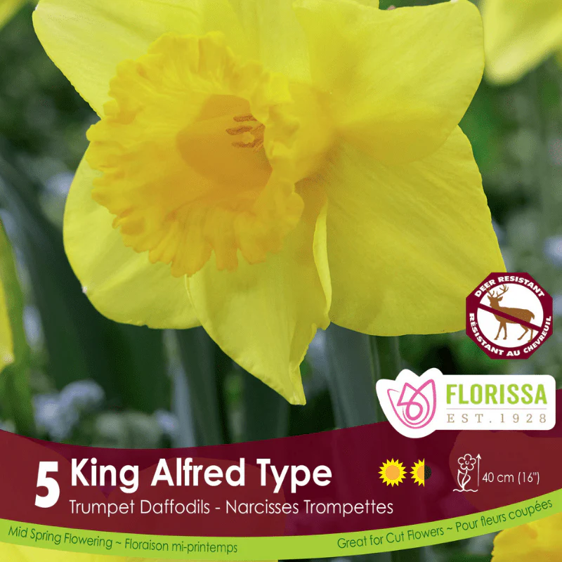 Narcissus - King Alfred Type, 5 Pack