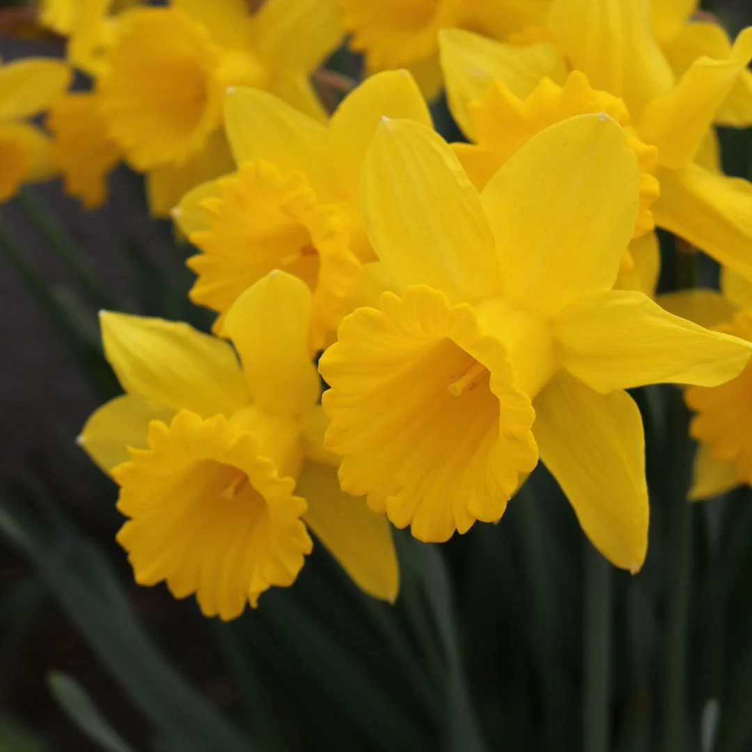 Narcissus - King Alfred Type, 5 Pack - Image 2