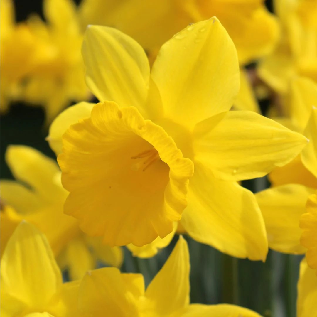 Narcissus - King Alfred Type, 5 Pack - Image 3