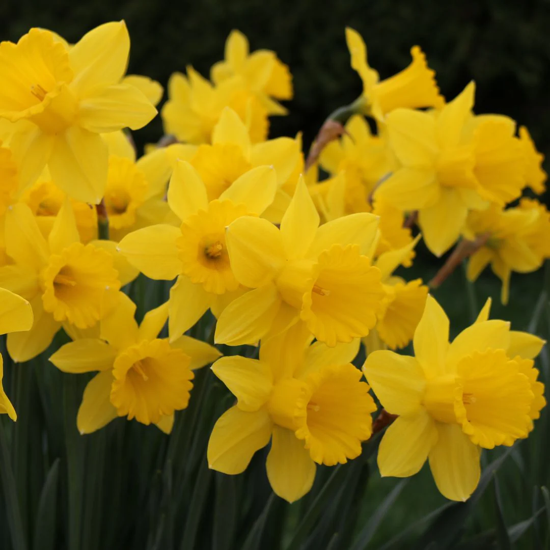 Narcissus - King Alfred Type, 5 Pack - Image 4