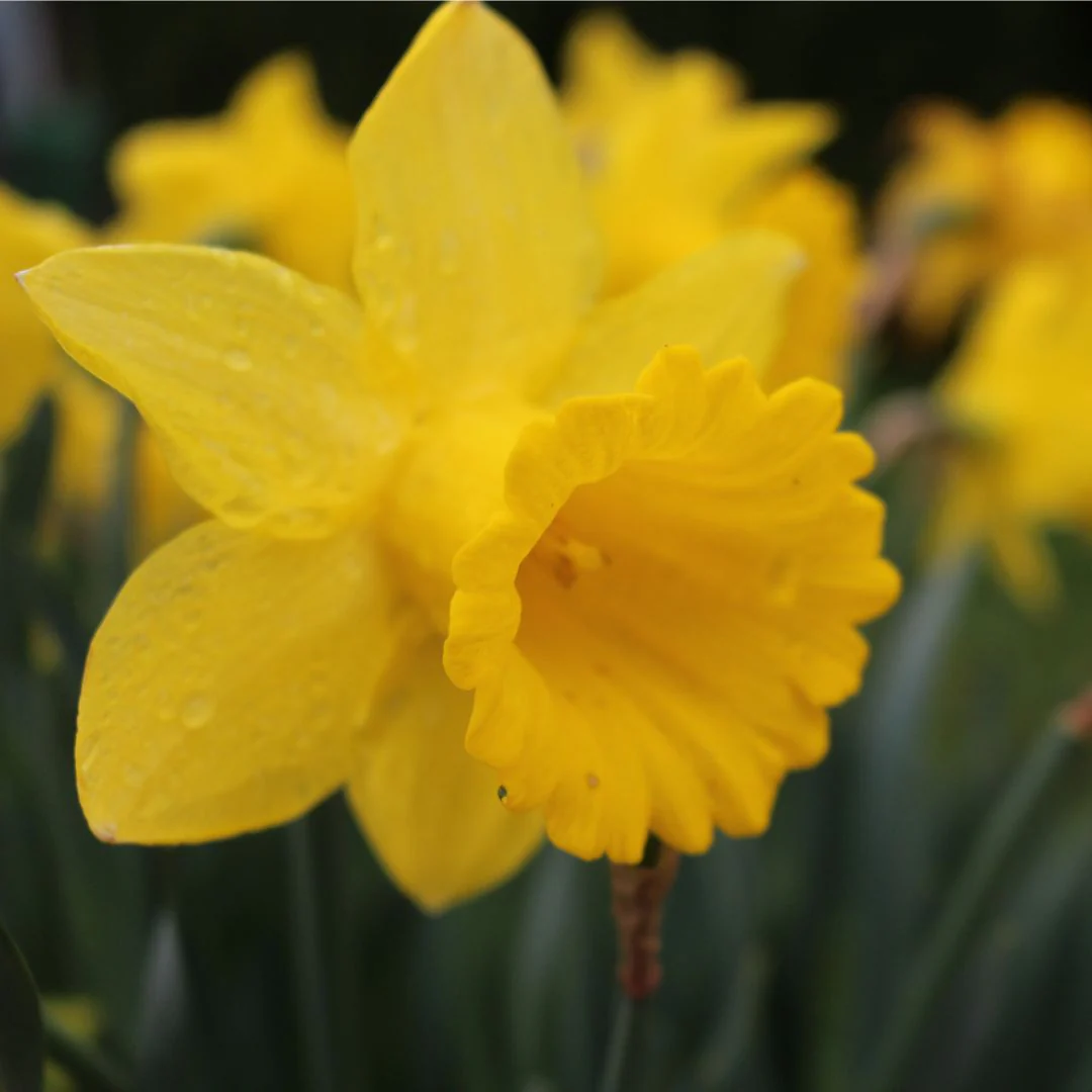 Narcissus - King Alfred Type, 5 Pack - Image 5