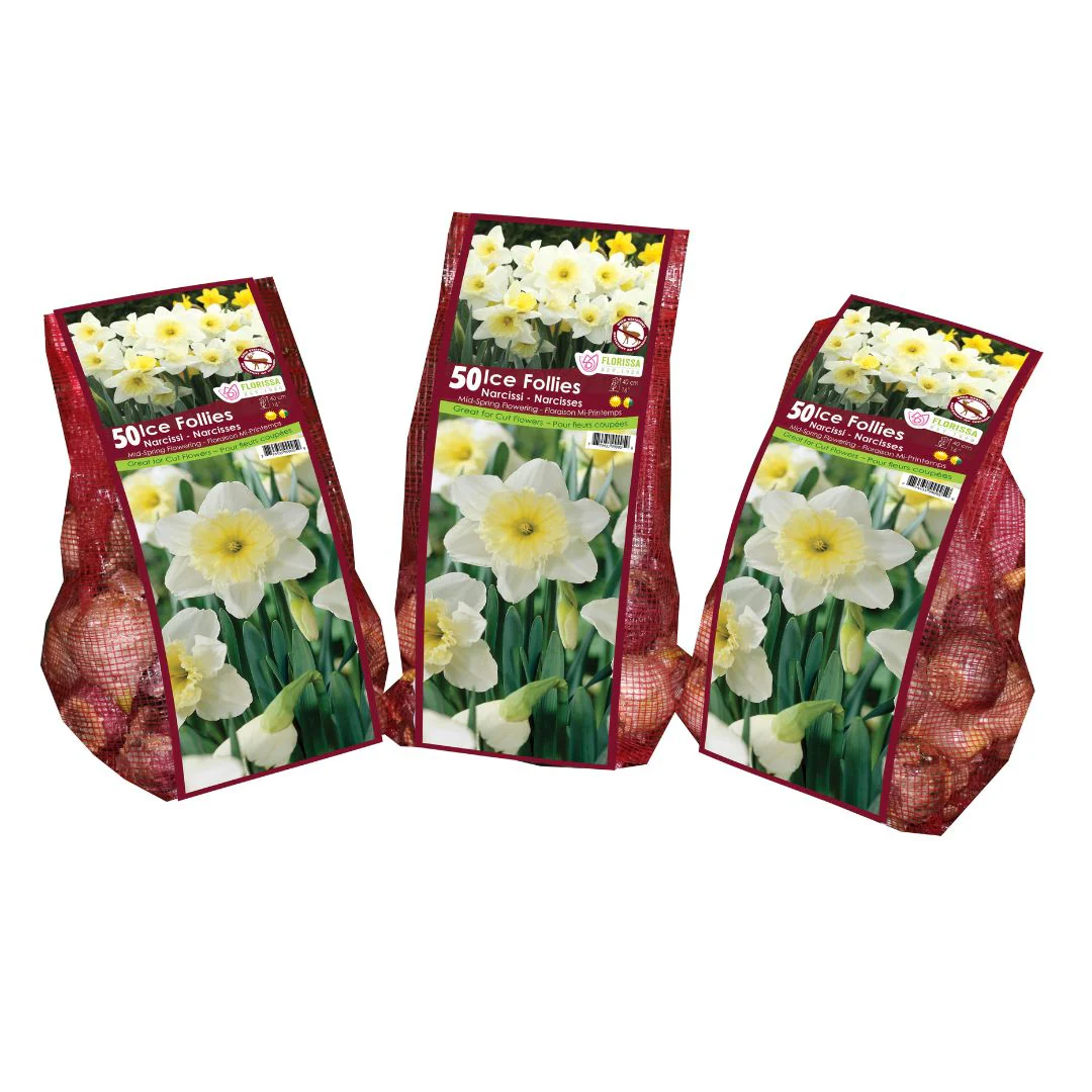 Narcissus - Ice Follies - Mesh Bag, 50 Pack - Image 5