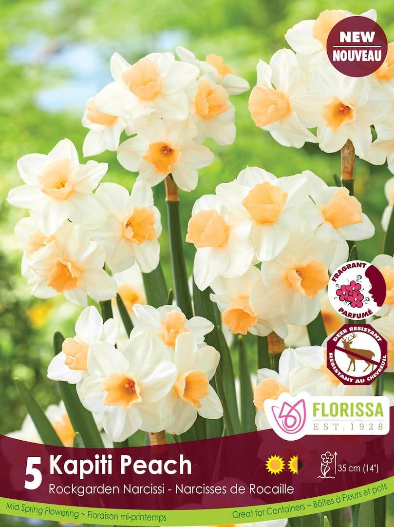 Narcissus - Kapiti Peach, 5 Pack