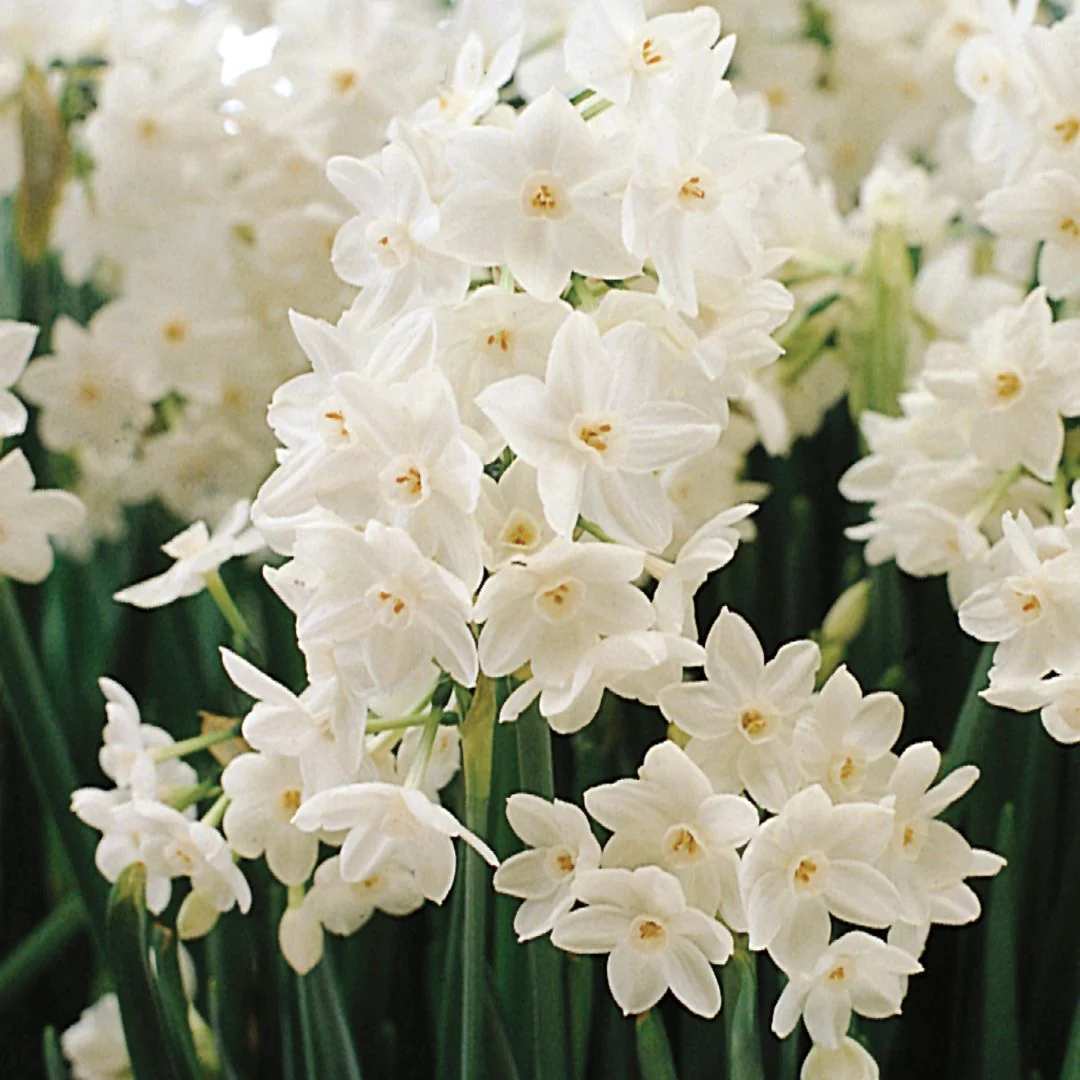 Narcissus - Paperwhite Ziva (Indoor) - BONUS 5 Pack - Image 2