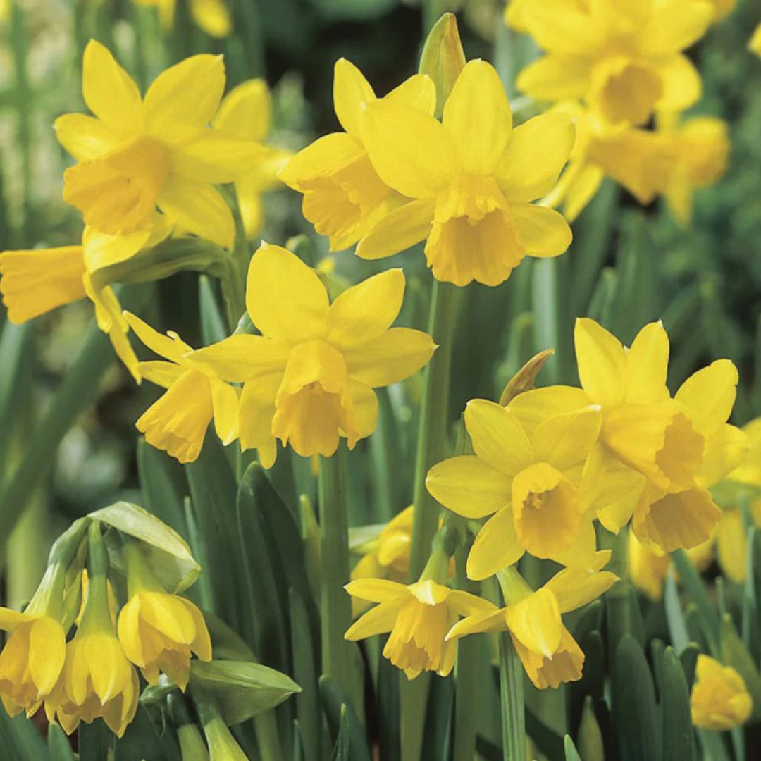 Narcissus - Tete a Tete - Mesh Bag, 50 Pack - Image 3