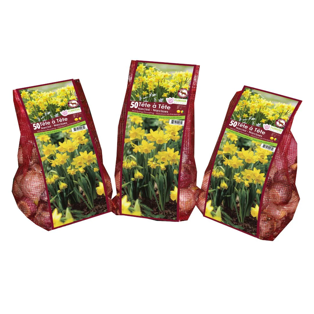 Narcissus - Tete a Tete - Mesh Bag, 50 Pack - Image 4