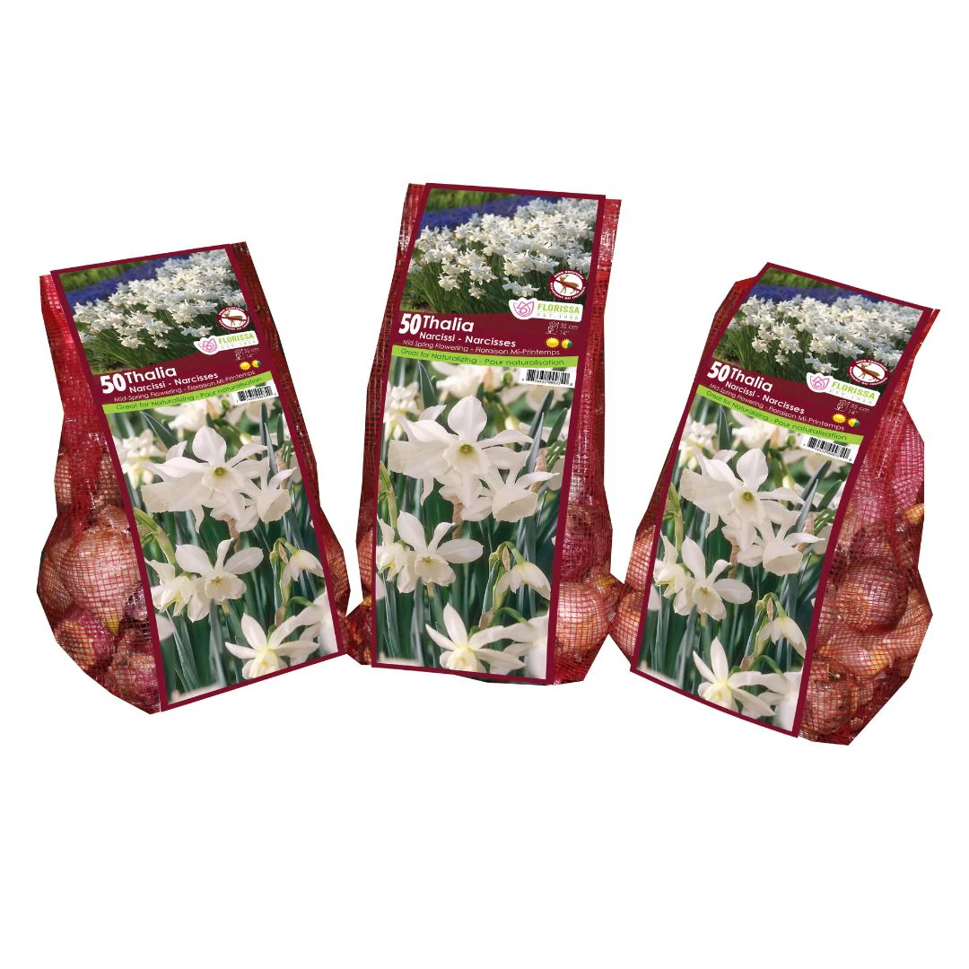 Narcissus - Thalia - Mesh Bag, 50 Pack - Image 4