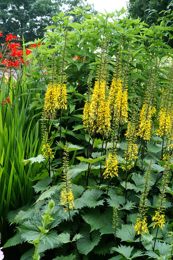 Ligularia - The Rocket, 1 Pack - Image 2