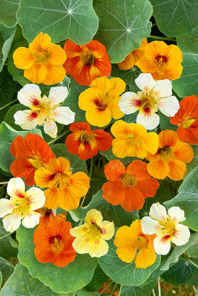 Nasturtium Dwarf Jewel Mixed Jumbo - Ontario Seed Company - Image 2