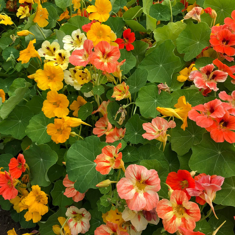 Nasturtium Joy Mix - Saanich Organics - Image 2