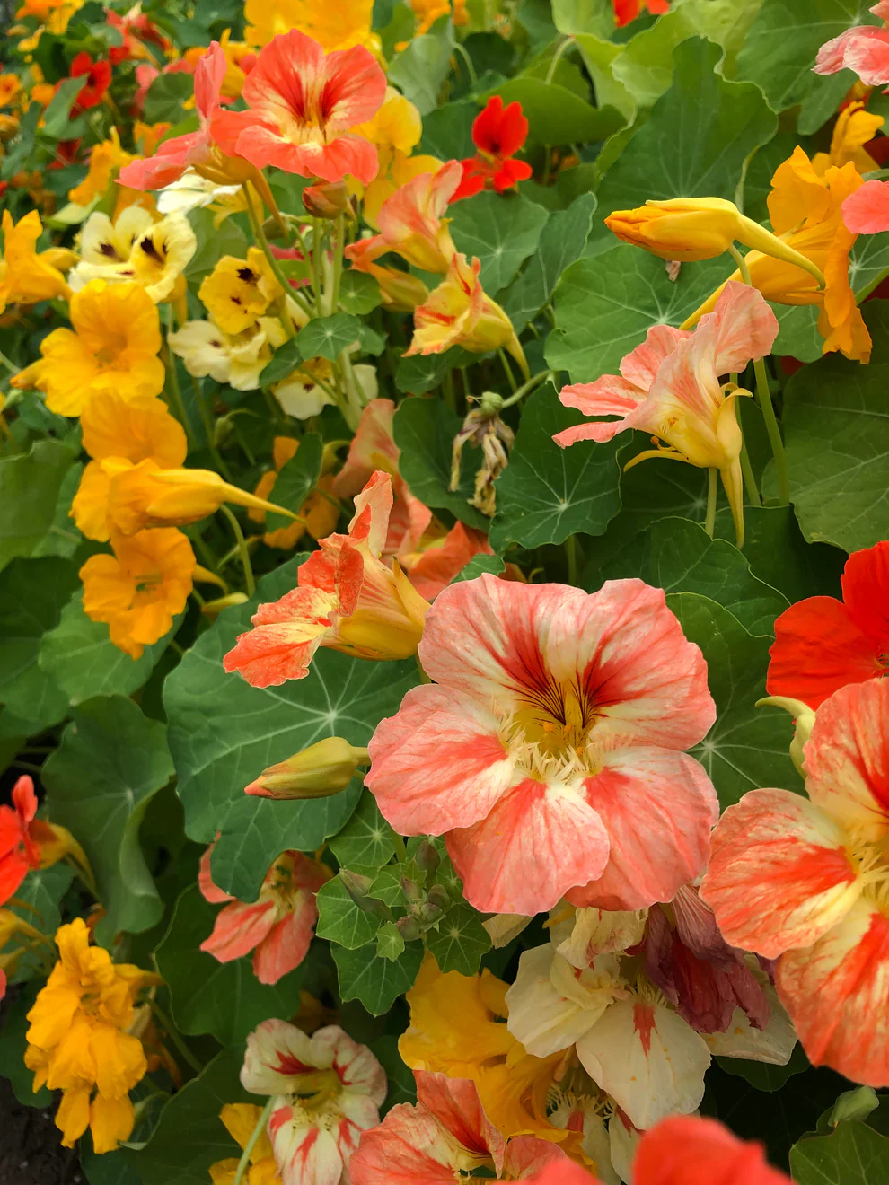 Nasturtium Joy Mix - Saanich Organics - Image 3