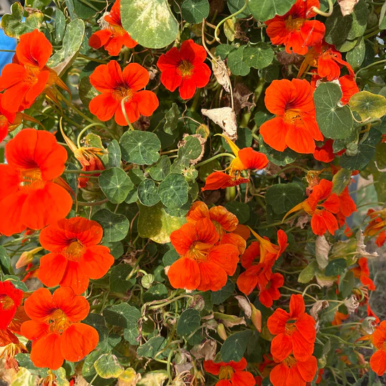 Nasturtium Mix - Eagleridge Seeds