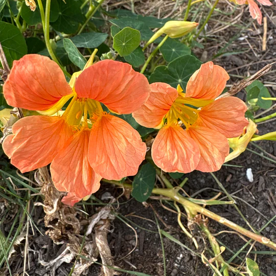 Nasturtium Mix - Eagleridge Seeds - Image 2