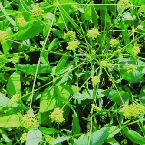 Organic Native Indian Celery - Metchosin Farm Seeds