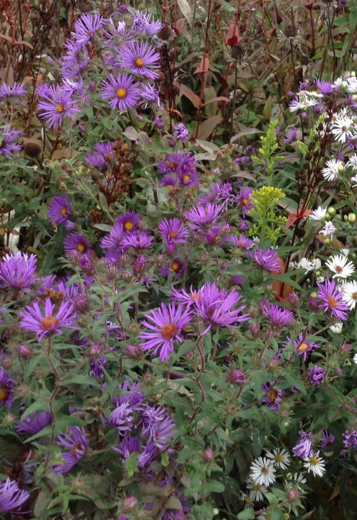 Native Wildflower New England Aster - Ontario Seed Company