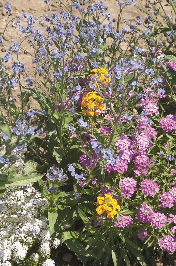Native Wildflower Ontario Pollinator Mix - Ontario Seed Company