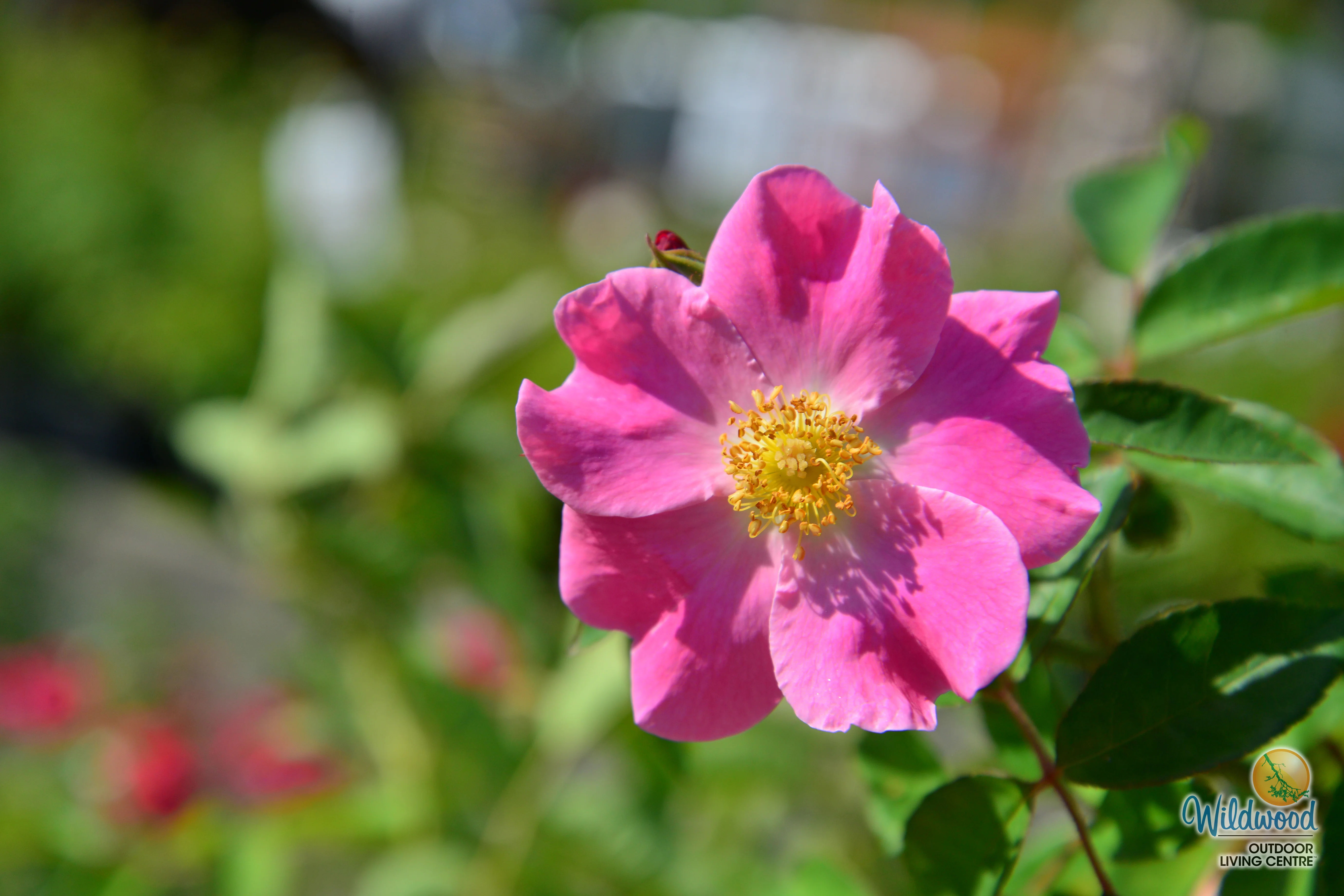 Nearly Wild - Weeks Rose - Image 2