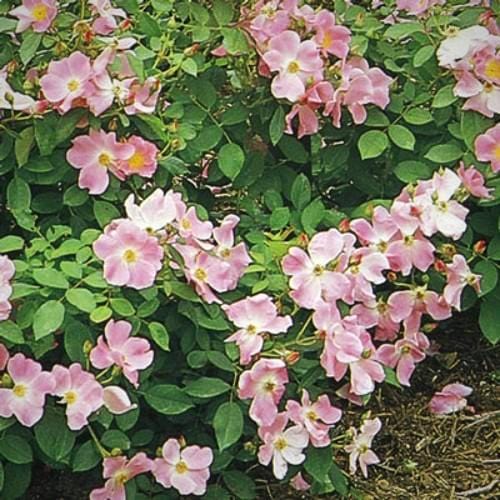 Nearly Wild - Weeks Rose - Image 3