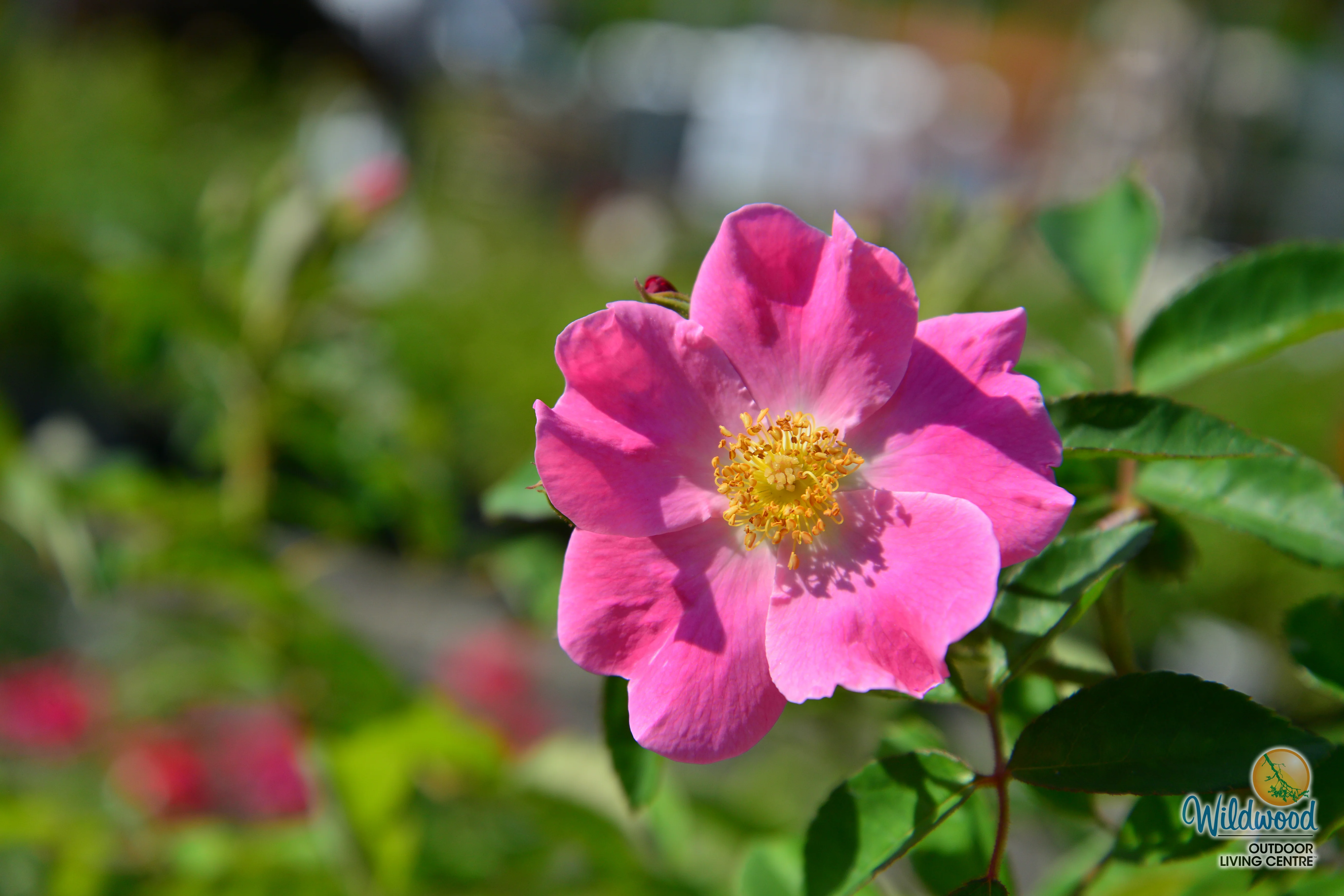 Nearly Wild - Weeks Rose - Image 4