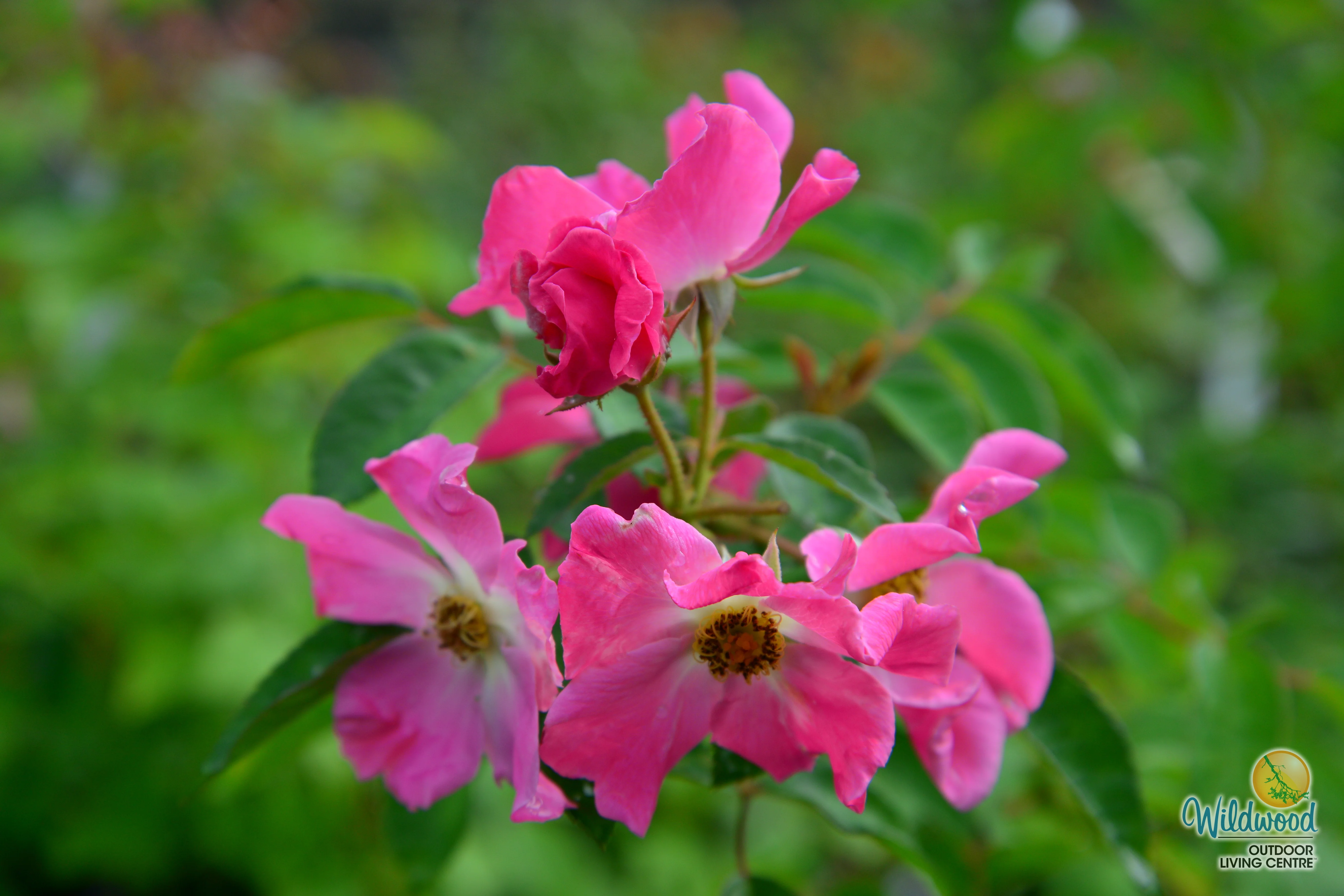 Nearly Wild - Weeks Rose - Image 5