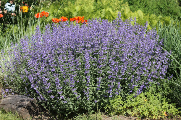 Catmint - Junior Walker, 1 Pack - Image 3