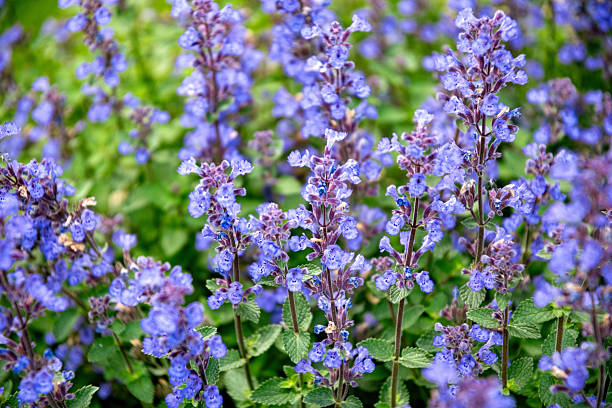 Catmint - Junior Walker, 1 Pack - Image 4