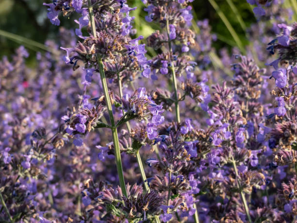 Catmint - Walker's Low, 1 Pack - Image 3