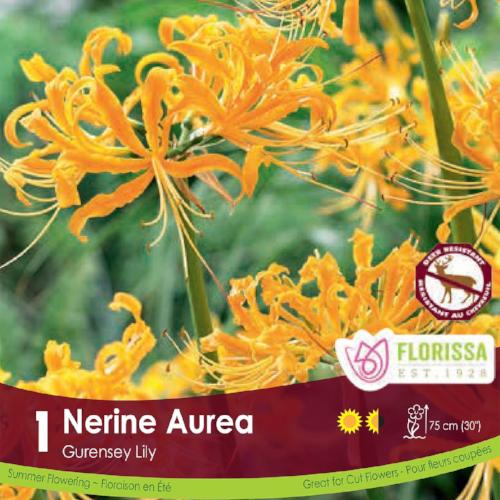 Nerine - Aurea