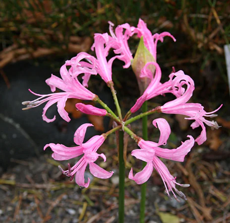 Nerine - Bowdenii - Image 2