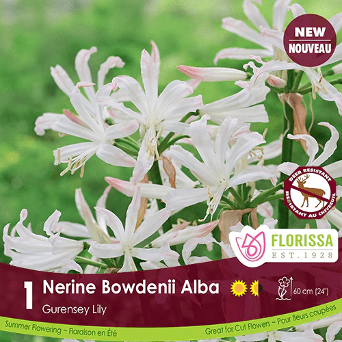 Nerine - Bowdenii Alba