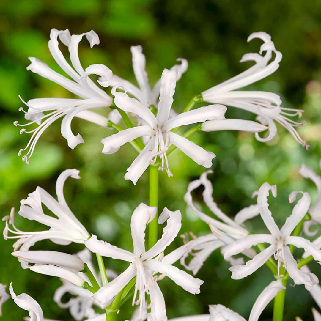 Nerine - Bowdenii Alba - Image 2