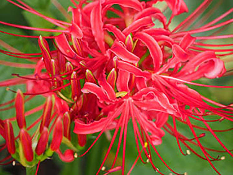 Nerine - Elegans - Image 2
