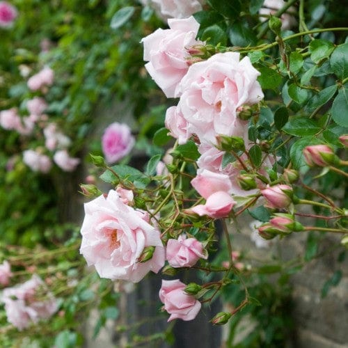 New Dawn - Weeks Rose - Image 5