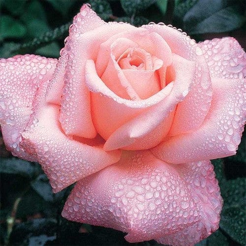 New Zealand - Weeks Rose - Image 2