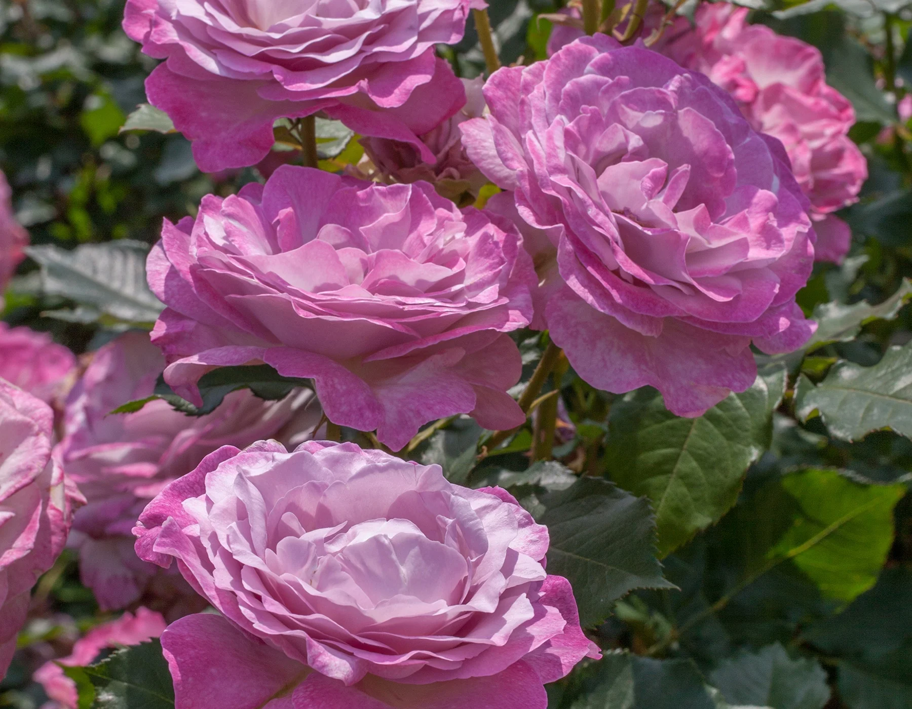 Nicole Carol Miller - Star Roses and Plants - Image 2