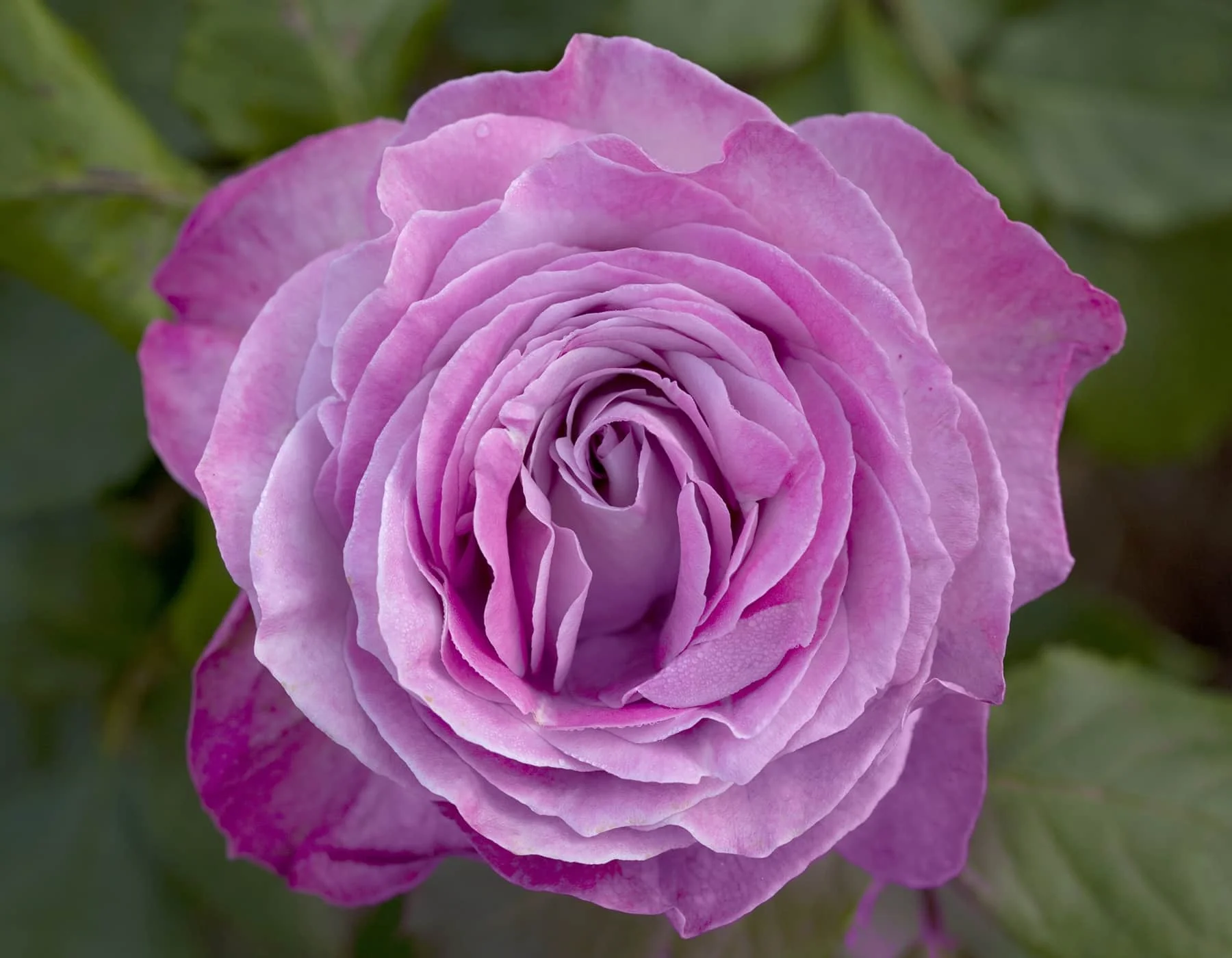 Nicole Carol Miller - Star Roses and Plants - Image 3