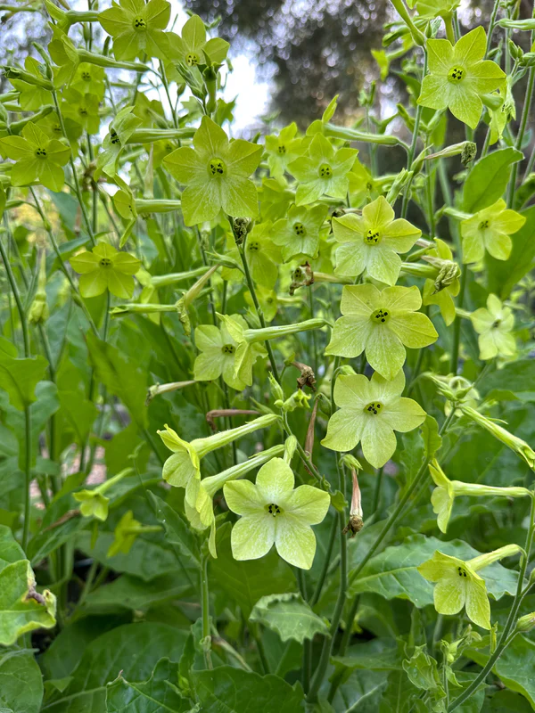 Nicotiana Lime Green - Renee's Garden Seeds - Image 3