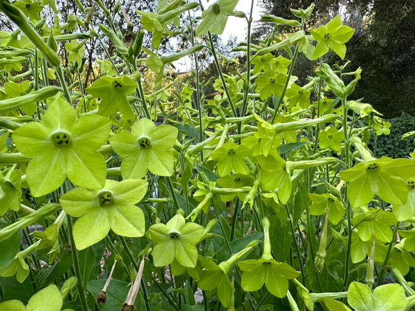 Nicotiana Lime Green - Renee's Garden Seeds - Image 4