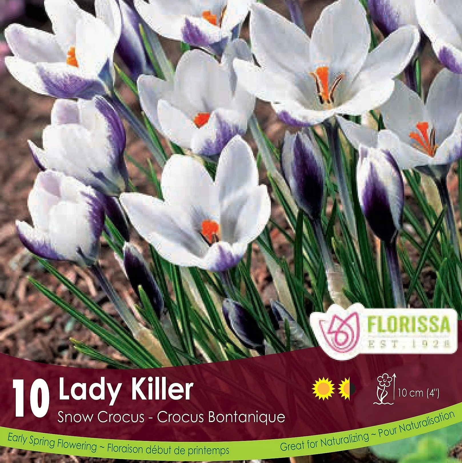 Snow Crocus - Lady Killer, 10 Pack
