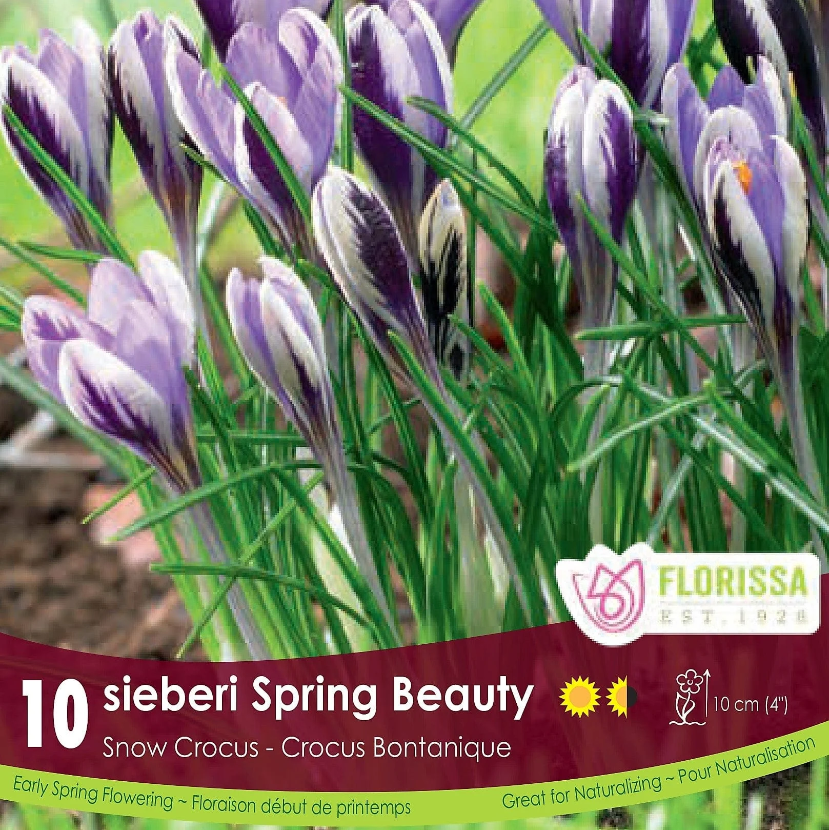 Snow Crocus - Spring Beauty, 10 Pack