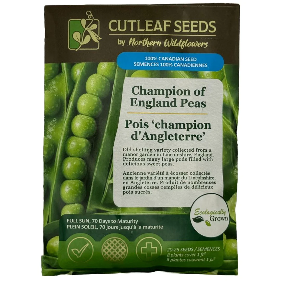 Peas Champion of England - Northern Wildflowers