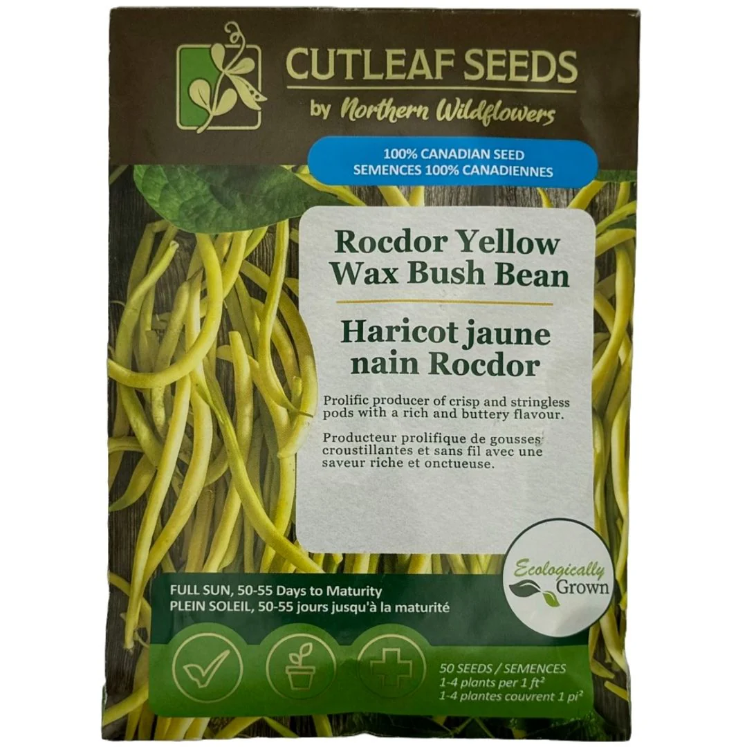 Beans Rocdor Yellow Wax Bush - Northern Wildflowers