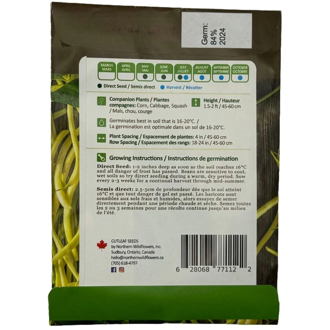 Beans Rocdor Yellow Wax Bush - Northern Wildflowers - Image 2