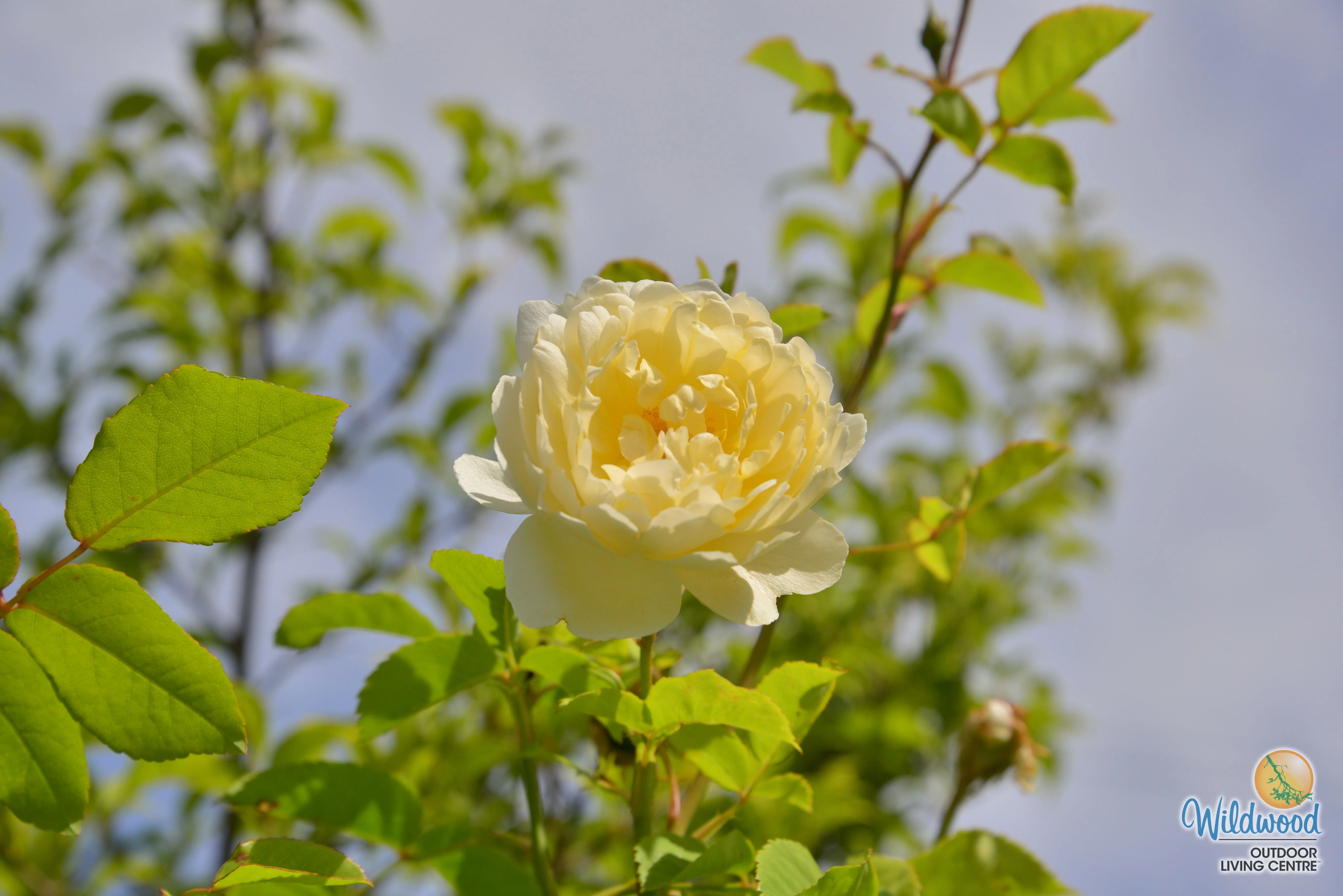 Nye Bevan - David Austin Roses - Image 2