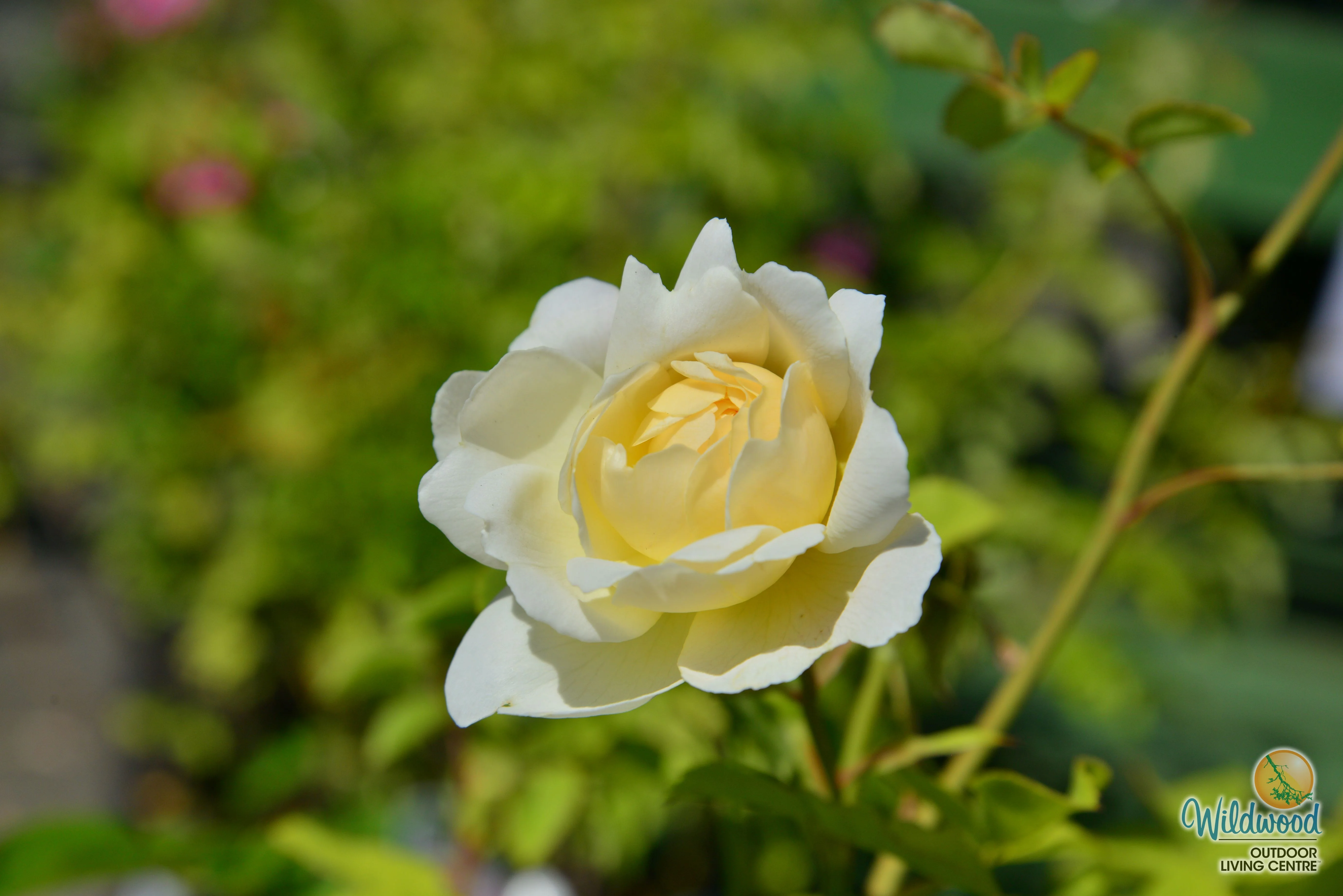 Nye Bevan - David Austin Roses - Image 3