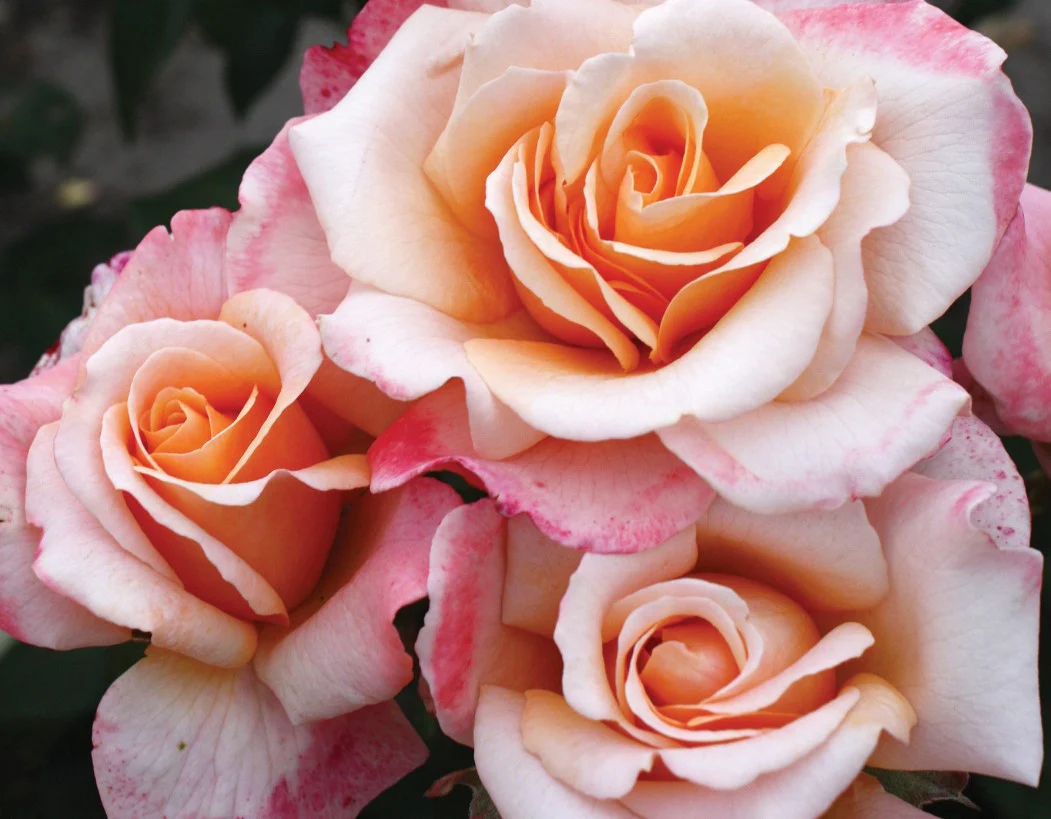 Eleganza® Oh Happy Day™ - Kordes® Roses