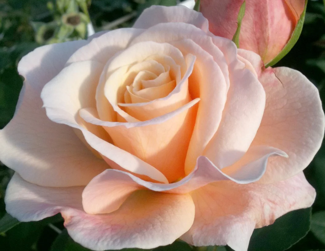Eleganza® Oh Happy Day™ - Kordes® Roses - Image 2