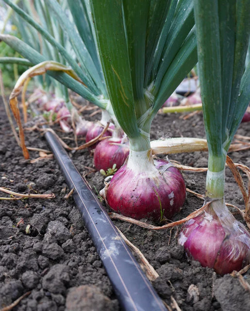 Onion Blush - West Coast Seeds - Image 2