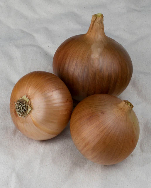 Onion Frontier - West Coast Seeds - Image 2