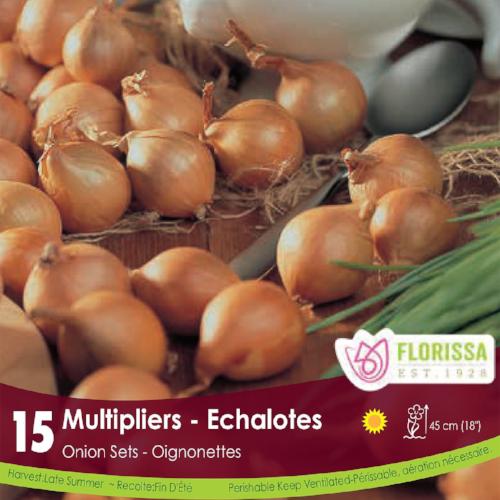 Onion - Multipliers, 15 Pack